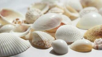 Seashells 4k HD Desktop Wallpaper For Ultra Tv Dual