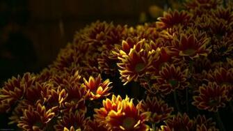 Fire Flowers Wallpaper HD Pictures Live Hq