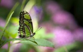 Virtual Desktop Animals HD Wallpaper