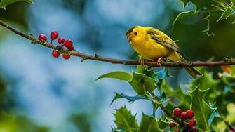 Wallpaper Yellow Butterfly Sparrow Bird On Red