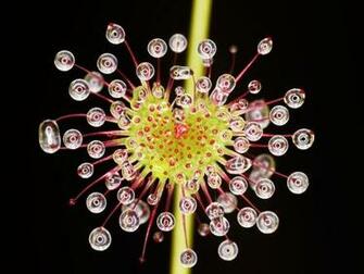 Flower Wallpaper National Geographic Pictures