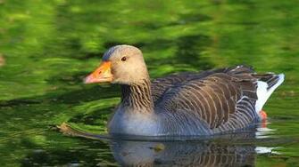 Goose Desktop Greylag Background Wallpaper