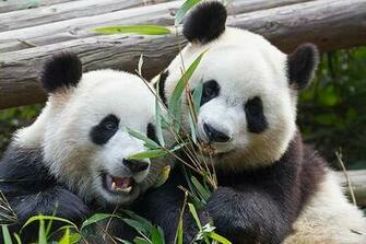 Two Giant Pandas Wallpaper Wall Mural Self Adhesive