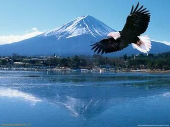Animal Desktop Wallpaper Best Eagle