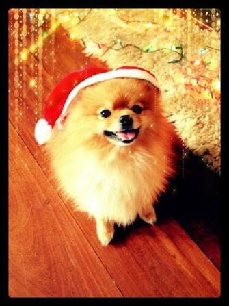 Santa S Pomeranian Love