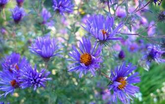 Wallpaper Wildflowers