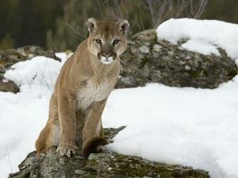 Mountain Lion Wallpaper Background HD