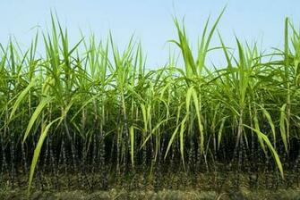 Sugarcane Wallpaper