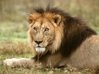 Lions Picture Attack Wild Lion Pictures Of