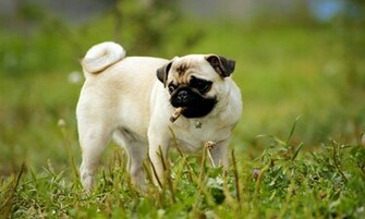 Pug Dog Wallpaper