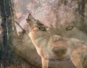 Pics Photos Wolf Howling Wallpaper