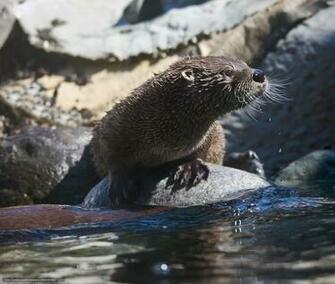 Wallpaper River Otter Desktop
