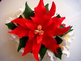 Poinsettia Flower Wallpaper Full Desktop Background