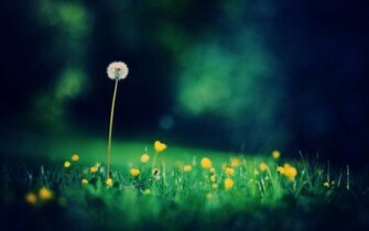 HD Dandelion Desktop Background