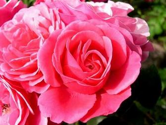 Pink Rose Desktop Wallpaper Flower