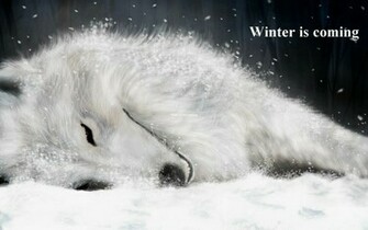 Beautiful Animal Wallpaper Background