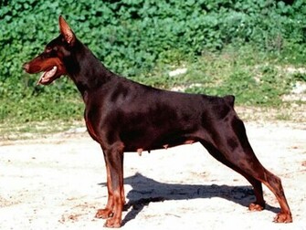 Doberman Wallpaper