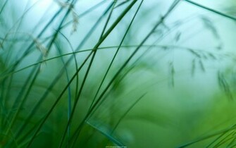 HD Wide Green Jpg