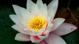 Beautiful Flowers Full HD Wallpaper