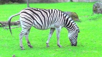 Damara Zebra Weneedfun