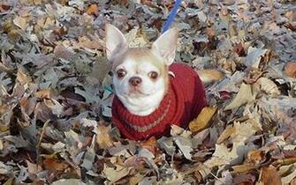 Pin Wallpaper Desktops Pamperedpuppy Doggydesktops Walls On