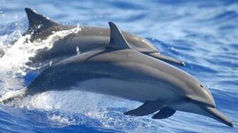 Water Animals Pixshark Image Galleries With A