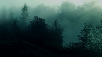 Morning Nature Spring Forest Road Haze Wallpaper