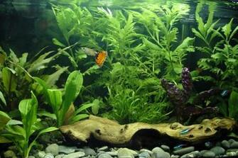 From Cool Fish Tanks Tank HD Wallpaper