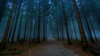 HD Dark Woods Image Amp Pictures Becuo