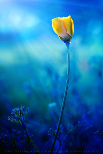Summer Souvenir Flowers Yellow Photography