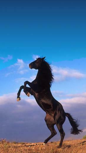 Best Knight On Horseback Stand Cliff Wallpaper Image