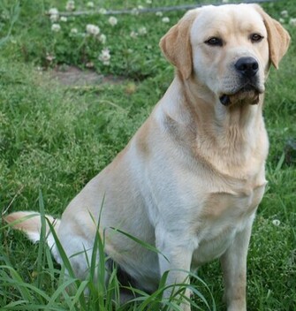 Yellow Labrador Retriever HD Wallpaper Animals
