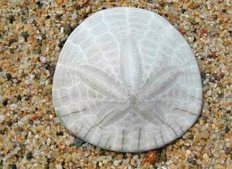 Sand Dollar