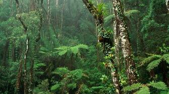 Tropical Forest Wallpaper And Image Pictures Photos