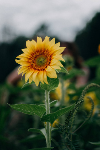 Sunflower Photography iPhone Wallpaper