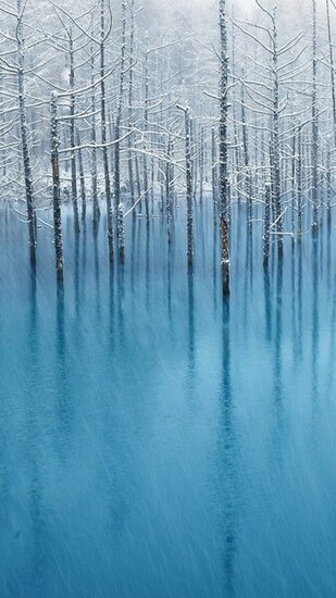 Winter Trees Htc HD Wallpaper Best One