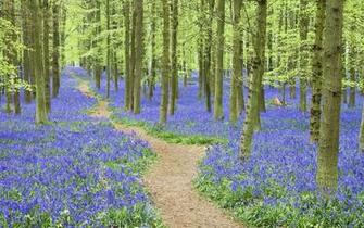 Hyacinth Wallpaper