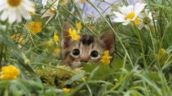 Cute Spring Wallpaper S