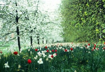 Spring Garden Wallpaper High Definition