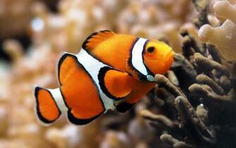 Reef Fish Widescreen Wallpaper High Definition HD