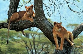 Wildlife Wallpaper Which Is Under The