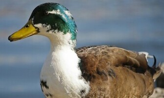 Mallard Duck HD Wallpaper High Definition iPhone