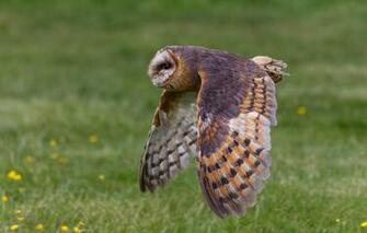 Wallpaper Flight Nature Background Owl Bird Wings Flies The