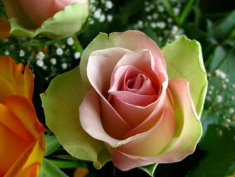 Flowers For Flower Lovers Wallpaper HD Rose