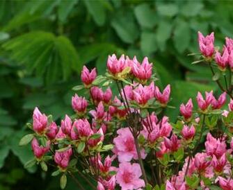 Fine Gardening Wallpaper Rhododendron Pink Discovery
