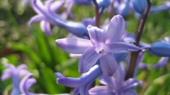 Delightful Hyacinth Wallpaper