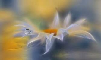 White Flower Tear Wallpaper