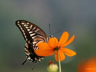 Butterflies Image Butterfly Wallpaper HD And
