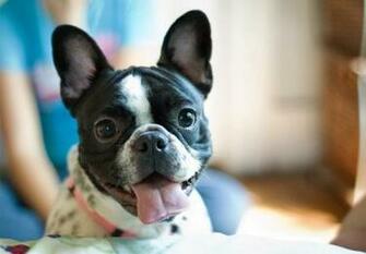 Cute French Bulldog Wallpaper Funny