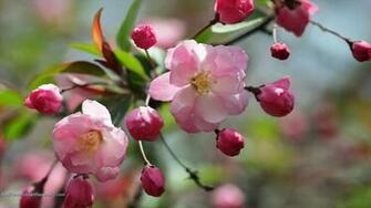 Very Nice Begonia Flowers Wallpaper HD Background